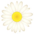 Daisy flower. Chamomile blossom. Beautifull garden plant