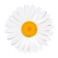 Daisy flower. Chamomile. Summer concept