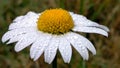 A daisy flower chamomile yellow and white with morning dew on the petals. Blurred background Royalty Free Stock Photo