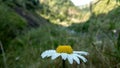 A daisy flower chamomile yellow and white with morning dew on the petals. Blurred background of mountains on a sunny day Royalty Free Stock Photo