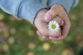 Daisy flower in child`s hand Royalty Free Stock Photo