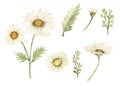 Daisy flower clipart set. Watercolor romantic botanical illustration. Delicate floral elements. Hand painted summer rustic Royalty Free Stock Photo