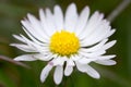 Daisy flower close up Royalty Free Stock Photo