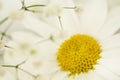 Daisy flower close up Royalty Free Stock Photo