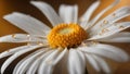 daisy flower close up a golden abstract background with a white daisy flower and water drops background is blurred Royalty Free Stock Photo