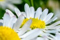 Daisy flower close-up with green grass and blue background Royalty Free Stock Photo