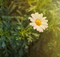 Daisy Flower in close-up . Royalty Free Stock Photo