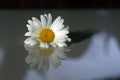 Daisy flower closeup with its reflection on the white table. Simplicity concept. Fragility concepts Royalty Free Stock Photo