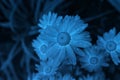 Daisy flower in color of 2020 Classic Blue, wet petals with drops of water after rain Royalty Free Stock Photo