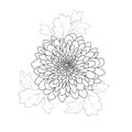 Daisy flower coloring pages. Simple daisy flower coloring pages.topical Chrysanthemum.