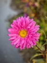 A Daisy flower is composed of pink petals and a yellow center Royalty Free Stock Photo