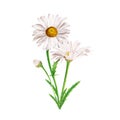Daisy flower composition, hand drawn watercolor illustration isolated on white Royalty Free Stock Photo