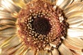 Daisy flower covered with golden paint
