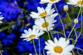 Daisy flower daisies flowers white on blue background Royalty Free Stock Photo