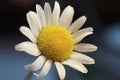 Daisy flower on dark background Royalty Free Stock Photo