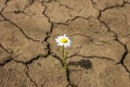 Daisy flower in the desert in dry land . Royalty Free Stock Photo