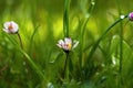 Daisy flower in dewy grass. Royalty Free Stock Photo