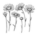 Daisy flower drawing. Vector hand drawn engraved floral set. Cha Royalty Free Stock Photo