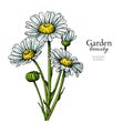 Daisy flower drawing. Vector hand drawn floral bouquet. Chamomile