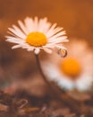 Daisy flower with drops of water on the white petals after rain on the green background . Close-up. Macro. Royalty Free Stock Photo