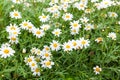 Daisy flower feild in garden Royalty Free Stock Photo