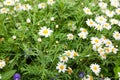 Daisy flower feild in garden Royalty Free Stock Photo