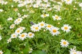 Daisy flower feild in garden Royalty Free Stock Photo