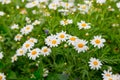 Daisy flower feild in garden Royalty Free Stock Photo