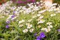 Daisy flower feild in garden Royalty Free Stock Photo