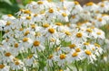 Daisy flower field in green grass in nature Royalty Free Stock Photo