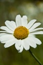 Daisy flower