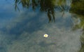 a daisy flower floating on the water in the pool and fish swimming in the water. Royalty Free Stock Photo