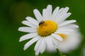 A daisy flower with a fly Royalty Free Stock Photo