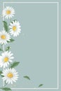 Daisy flower frame on light green background mobile phone wallpaper illustration Royalty Free Stock Photo