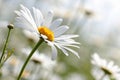 Daisy Flower in Full Bloom Royalty Free Stock Photo