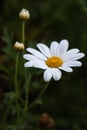 Daisy Flower in Full Bloom Covered with Morning Dew Royalty Free Stock Photo