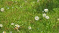 Daisy Flower Garden Full Bloom Plant. Chamomile Flowers Field Wide Background In Sun Light. Close up. Royalty Free Stock Photo