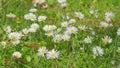 Daisy Flower Garden Full Bloom Plant. Chamomile Flowers Field Wide Background In Sun Light. Close up. Royalty Free Stock Photo