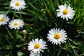 Daisy flower in a garden at springtime, edible flower, bellis perennis, astereae Royalty Free Stock Photo