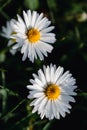 Daisy flower in a garden at springtime, edible flower, bellis perennis, astereae Royalty Free Stock Photo