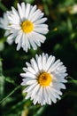 Daisy flower in a garden at springtime, edible flower, bellis perennis, astereae Royalty Free Stock Photo