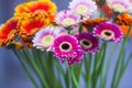 Daisy flower gerbera bouquet on blue background. Beautiful bouquet of pink, orange, purple flowers. Selective focus Royalty Free Stock Photo