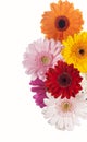 Daisy flower gerbera bouquet isolated. Colourful Gerbera daisies on a sparkly pastel background Royalty Free Stock Photo