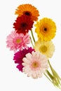 Daisy flower gerbera bouquet isolated on white background. Royalty Free Stock Photo