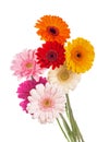 Daisy flower gerbera bouquet isolated on white background Royalty Free Stock Photo