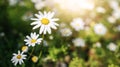 Daisy flower in the grass green shallow depth of field. Beautiful daisy flowers in nature. Spring Concept. Royalty Free Stock Photo