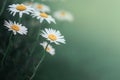 Daisy flower in the grass green shallow depth of field. Beautiful daisy flowers in nature. Royalty Free Stock Photo