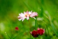 Daisy flower in grass spring daisy