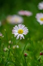 Daisy flower in grass spring daisy
