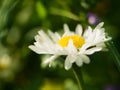 A daisy flower on a green background. One field daisy in the field of gerbera or daisy Royalty Free Stock Photo